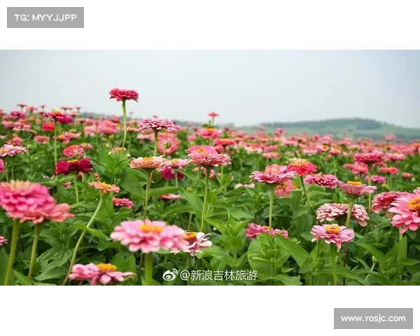 江苏东海百合花海骑游路线荣获国家级生态赛道称号推动绿色旅游发展